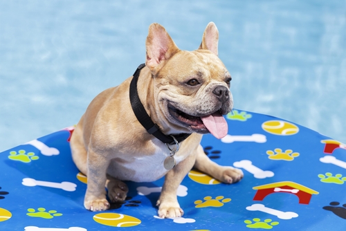 Colchón Para Mascotas 142x95x17 Bestway 43849